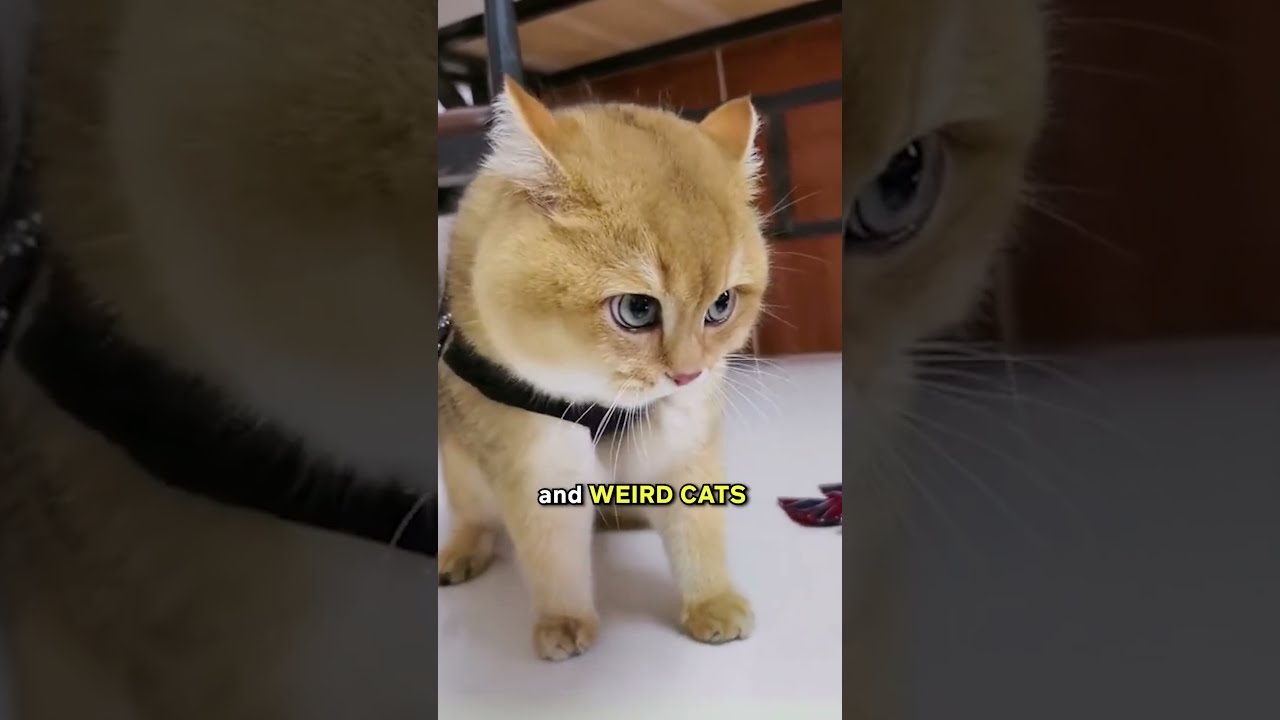 Cats Really Think We Re Dummies 