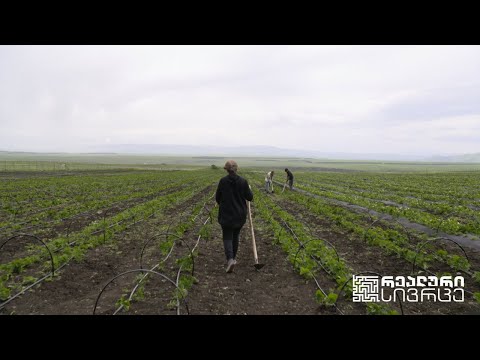 რეალური სივრცე - სოფლის მეურნეობის პრობლემები კრიზისამდე და კრიზისის დროს #LIVE