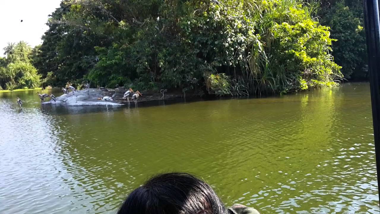 Ranganathittu bird sanctuary near mysore karnataka - YouTube