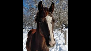 2021 Hanoverian Filly Calista During Winter Turnout