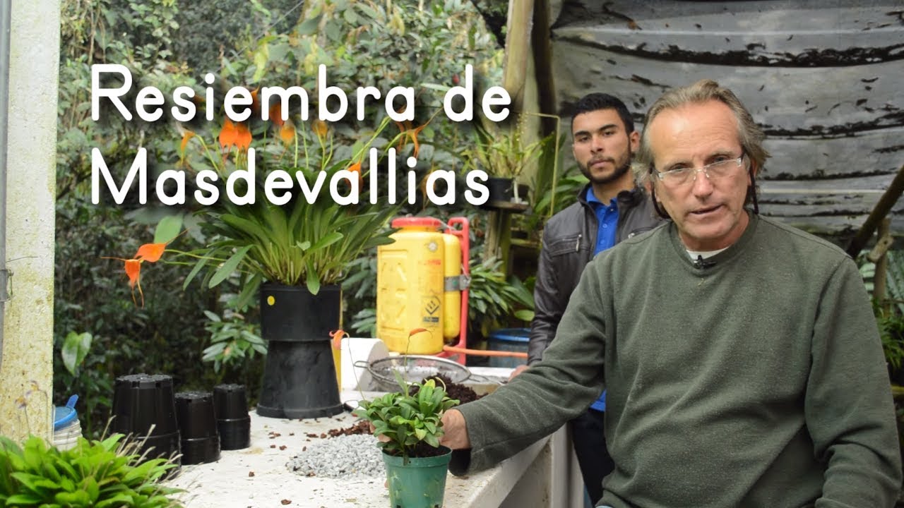Resiembra de Orquídea Masdevallia