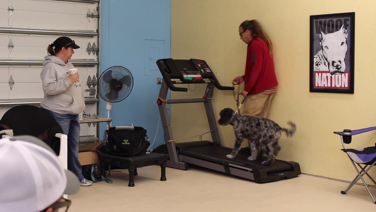How To, DIY Treadmill Training for dogs, Solid K9 Training YouTube