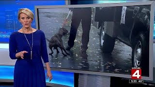 Detroit City Council debates dog ordinances