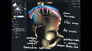 Anatomy of pelvis that boosts up efficiency of manual therapy screenshot 1