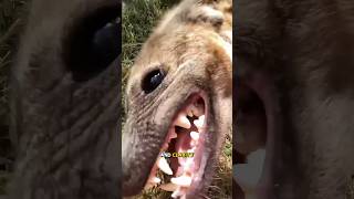 Hyenas are not what you think 😱 Interesting fact #animals #hyena #wildlife