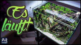 Das Low-Budget Aquascape ist fertig! | AquaOwner