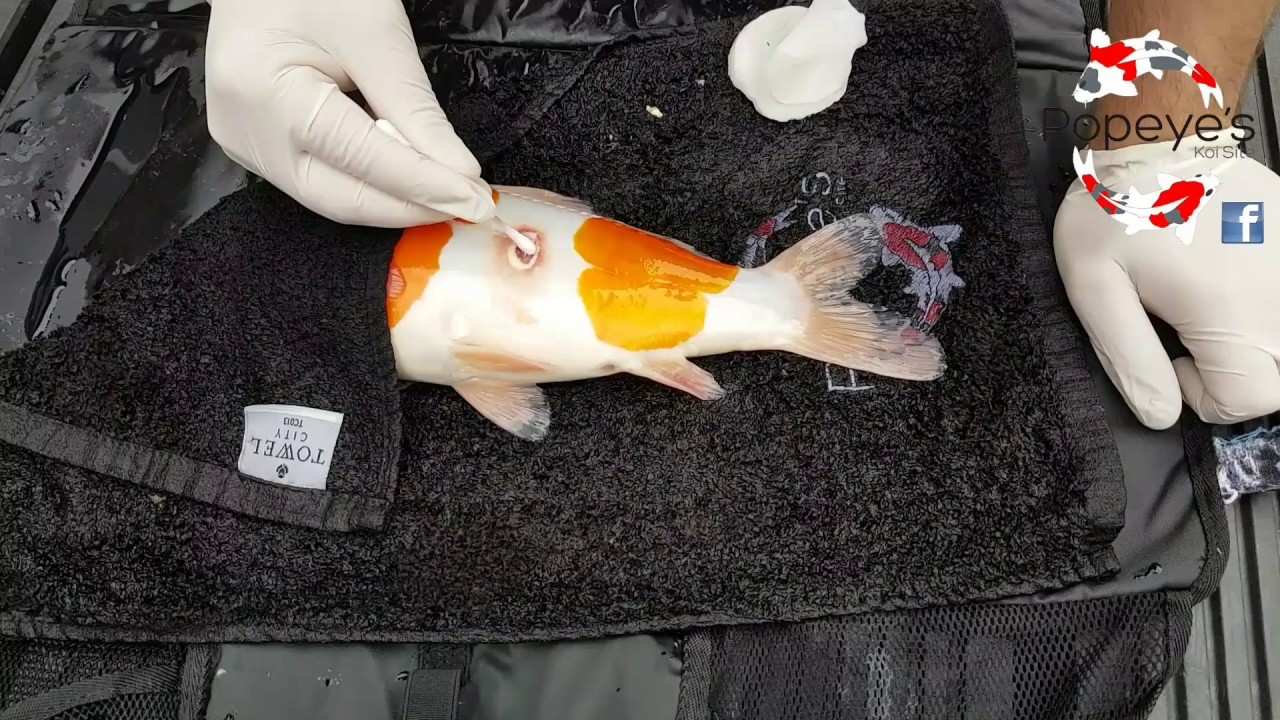 How To Treat Koi Ulcers Treatment From Popeyes Koi Site YouTube how-to-treat-koi-ulcers-treatment-from-popeyes-koi-site-youtube