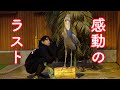 Futaba on the log☆Final Special☆ついに完結!「丸太の上のふたば」最終回スペシャル☆Shoebill FUTABA 2020_31