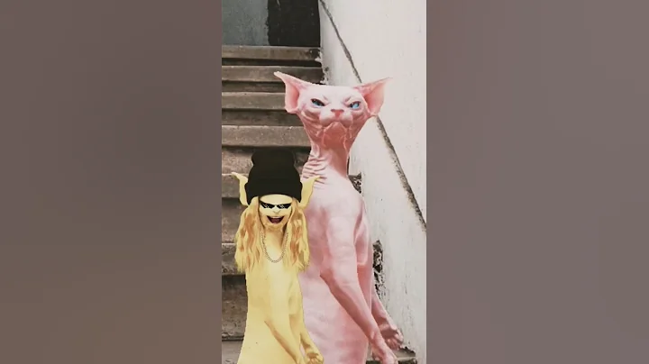 Video 8034121: cat sphynx happy funny, sphynx cat explore, live happy cat, nice lovely cute cats, best cute cat