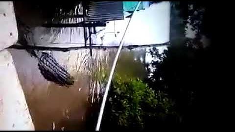Warga Wajo Dihebohkan Munculnya Buaya Hitam di Kolong Rumah