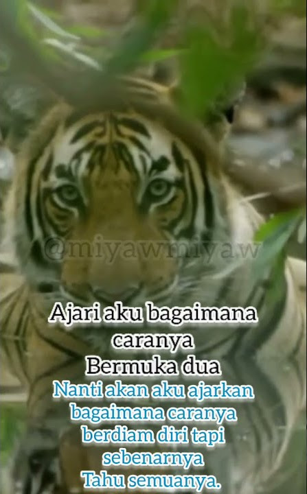 story wa macan. Diam bukan berarti bodoh