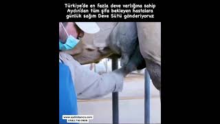 Deve Sütü - Deve Sutu - Camel Milk - Deve Sütü Satın Al - Kanser - Otizm Tedavisi