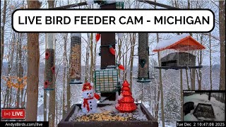 LIVE Andy s Backyard Bird Feeder Winter Bird Watching Bird Passport Live