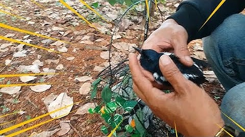 Bẫy Chòe Than Bổi Mới Nhất #1 - Rom Ca Vlogs