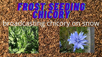 FROST SEEDING ON SNOW-CHICORY INTO CLOVER