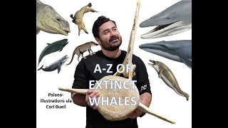 AFE in Iso (Episode 27): The A-Z of Extinct Whales