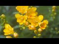 Садова Фрезія - Ніжна та чарівна красуня│Florium.ua