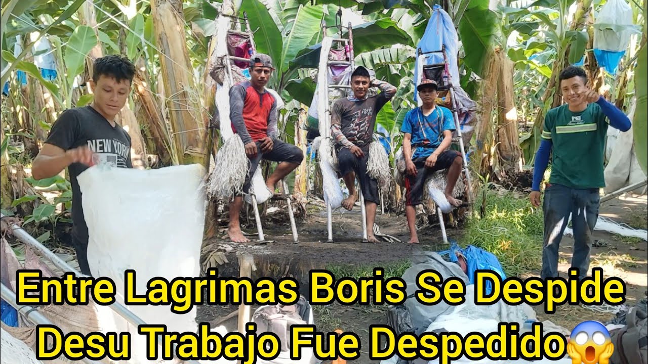 🔴Boris Fue Despedido Desu😰Trabajo Nise Imaginan Por Que⁉️