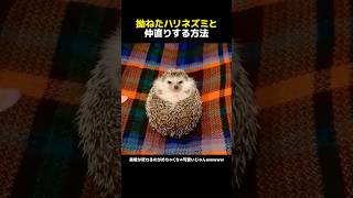 拗ねたハリネズミと仲直りする方法