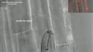 Plant Parasitic Nematodes Stylet Colonization Of Roots