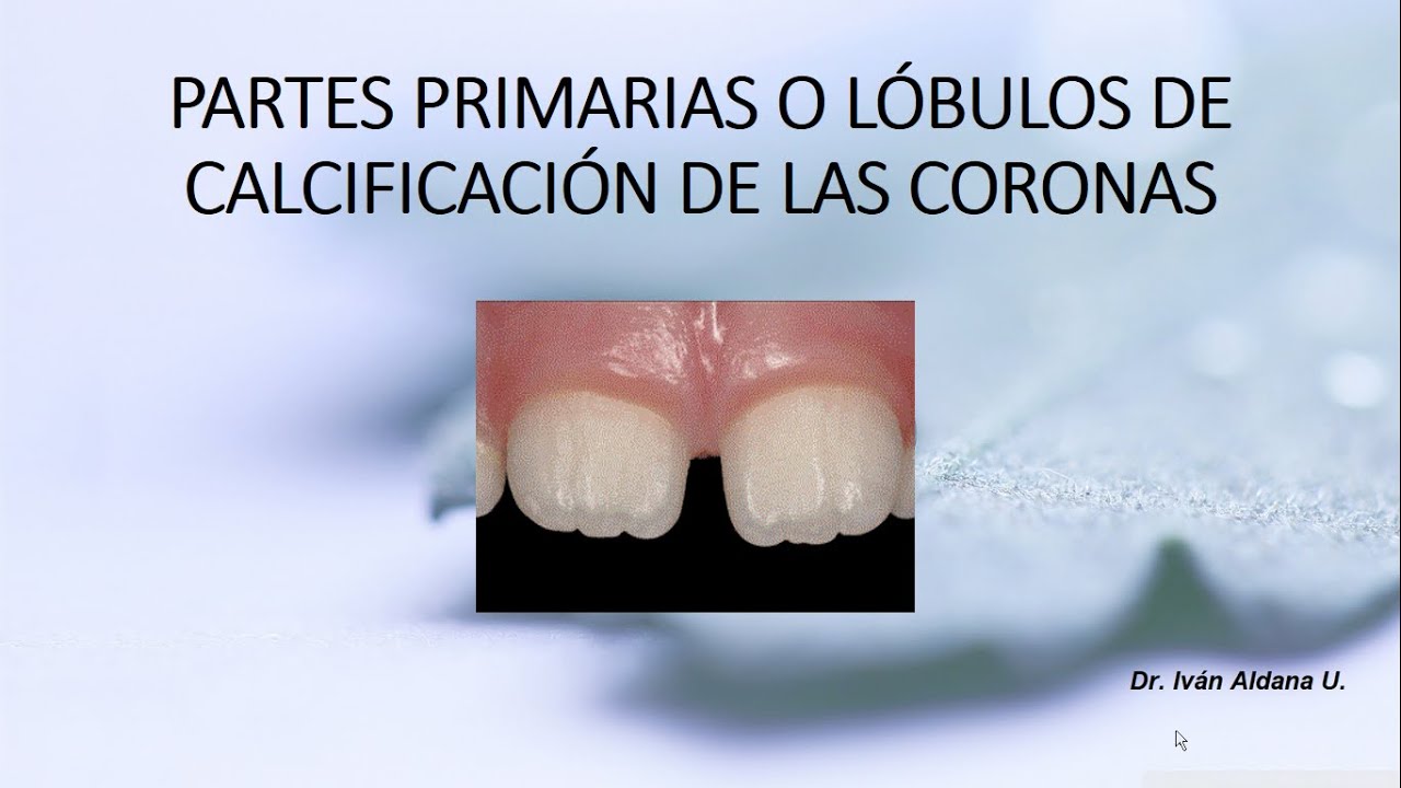 ANATOMÍA DENTARIA - Unidad 1.3: LÓBULOS DE CALCIFICACIÓN DE LOS DIENTES - DR. IVÁN ALDANA