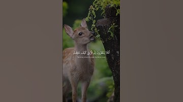 تلاوه خاشعه مؤثره تخشع لها القلوب #القرآن_الكريم #اسلامك #ارح_قلبك #إسلامك