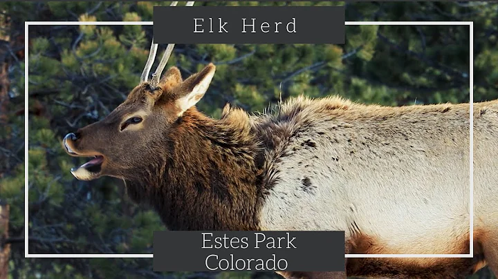 Elk Herd in Estes Park | Relaxation Short | RMNP