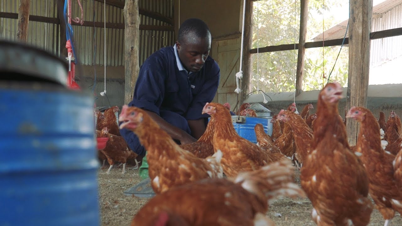SKY PROJECT UGANDA Jeka poultry farm skilling progress2017 