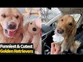 Top 20 Best Golden Retriever Moments Caught On Camera | Funny & Cute Dogs
