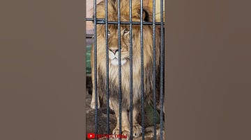 Câu chuyện cảm động giữa con người và sư tử | Sự thật thú vị | TRI THỨC Official #shorts