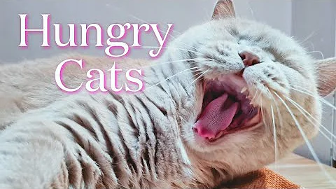 Video 778421: british shorthair cats feeding, small british shorthair cat, british shorthair cat enjoying, cat litter, cat enjoying food