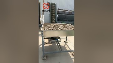 Cashew Shelling Machine System|Cashew Nut Processing Plant From Cara@machinehall.com Factory Price