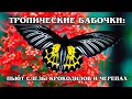 ТРОПИЧЕСКИЕ БАБОЧКИ: Самые красивые виды тропический бабочек | Интересные факты про бабочек