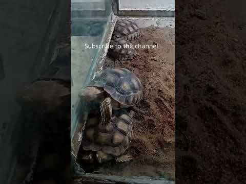 سلحفاة شقية جدا  هيما حكاية   سلاحف سلحفاة