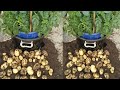 How to fast grow organic potato in useless plastic bag and Big harvesting