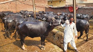 Most Beautiful Plus Quality Gabban Jhotian || How To Start Successful Dairy Farming in Pakistan 🇵🇰 