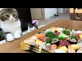 ママのお寿司を狙う親子猫が可愛いww🐈