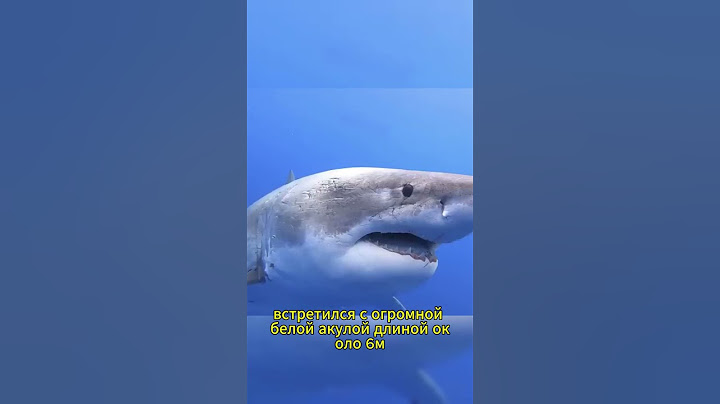 Он встретил гигантскую белую акулу лицом к лицу! 🦈😱