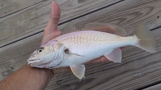 Catch clean and cook croaker!