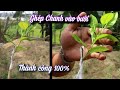 Cách Ghép Chanh Vào Bưởi Làm Bonsai.Thành Công 100%.NGƯỜI ƯƠM MẦM