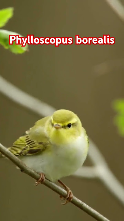 burung Cikrak Daun atau Cikrak Kutub(Phylloscopus borealis) #birds #birdsounds #birdmaster #masteran