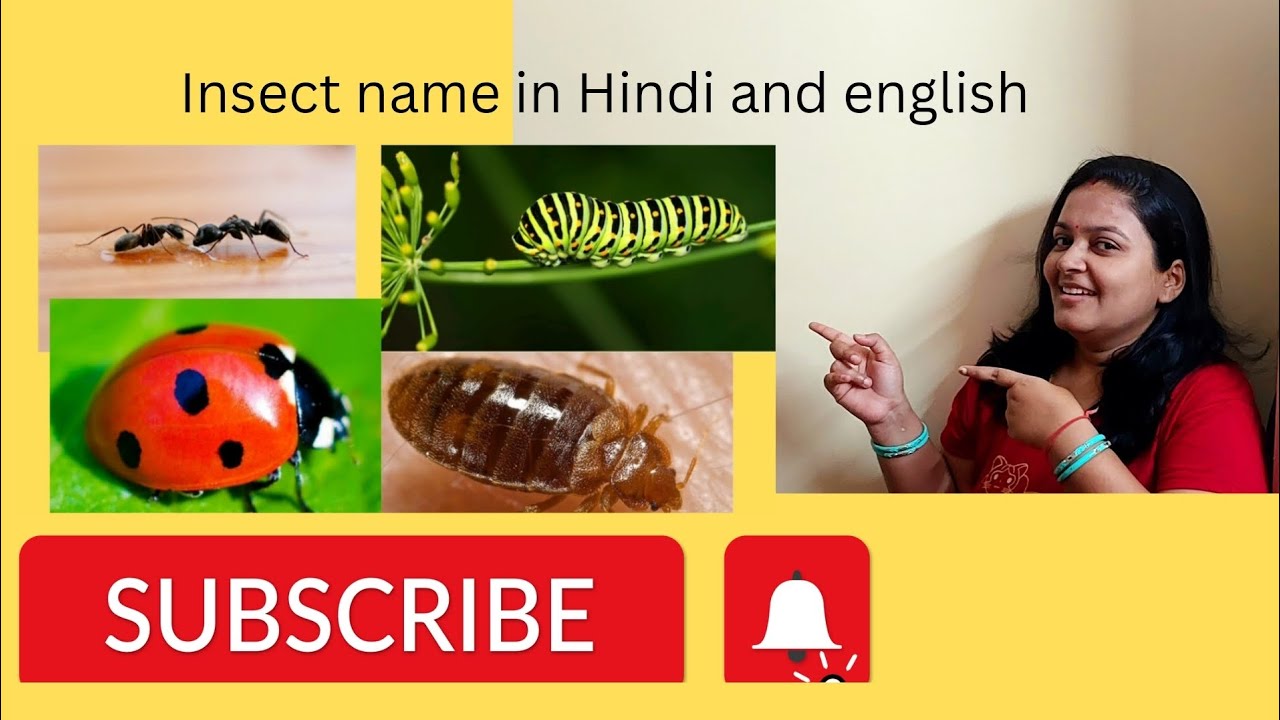 Insects for kids Bugs for kids All about Insects in Hindi and English. YouTube