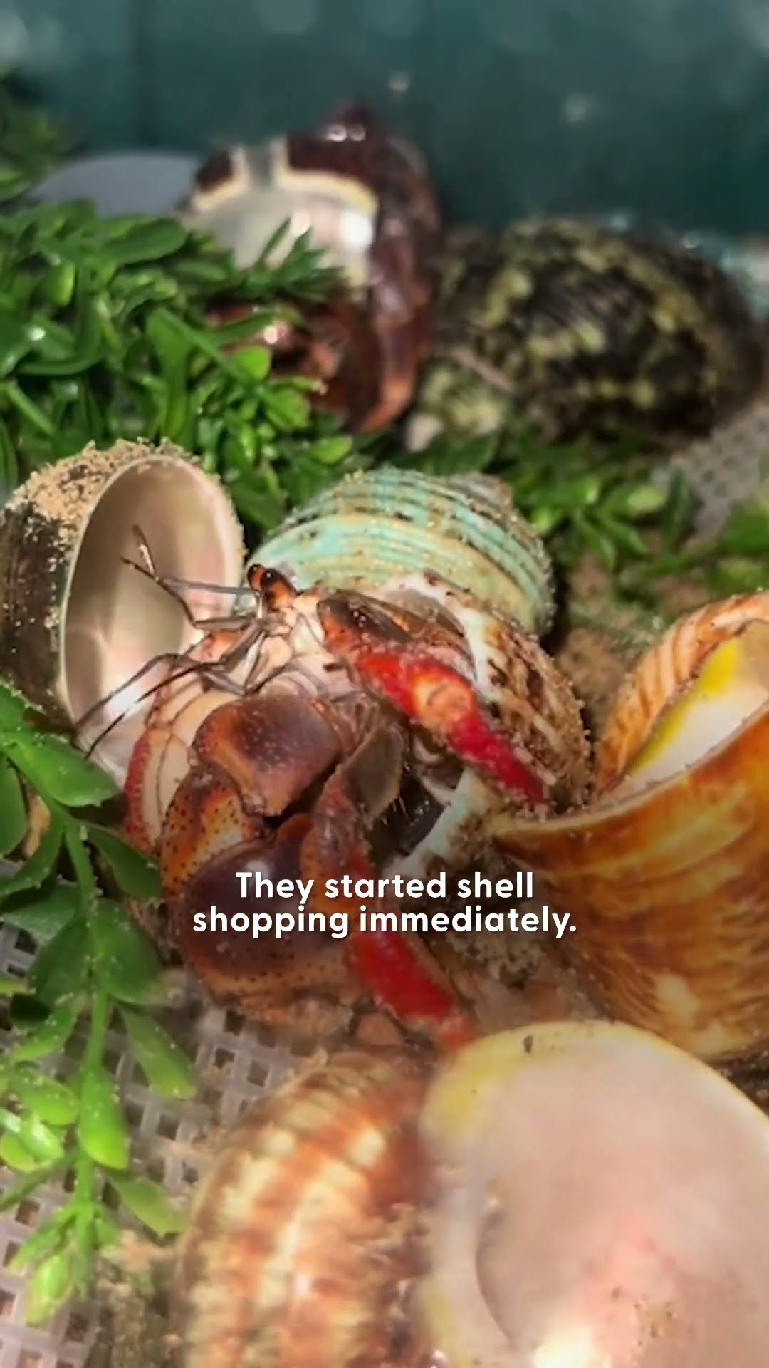 Four Abandoned Hermit Crabs Pick Out New Shells | The Dodo
