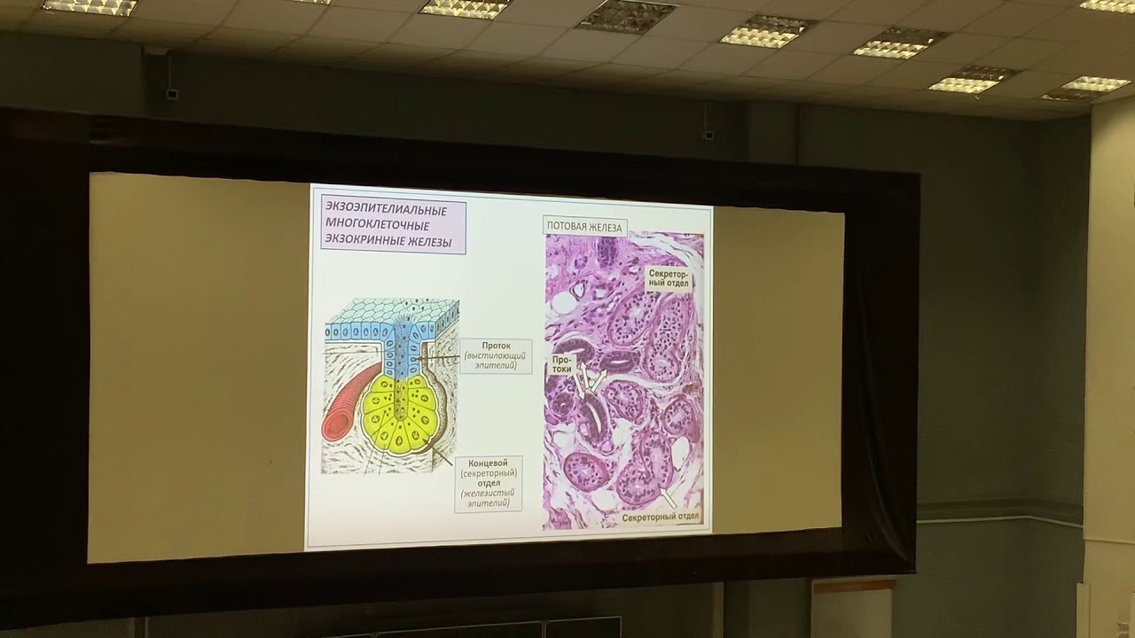 Лекция 4. Железистый эпителий. Лекция Глинкиной (1 часть) - YouTube