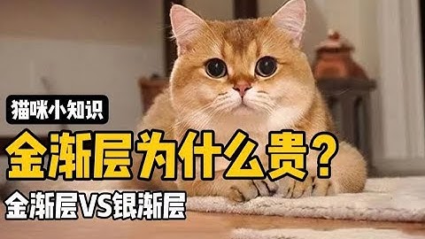金渐层为什么这么贵？充皮肤真的这么有用？ - 天天要闻