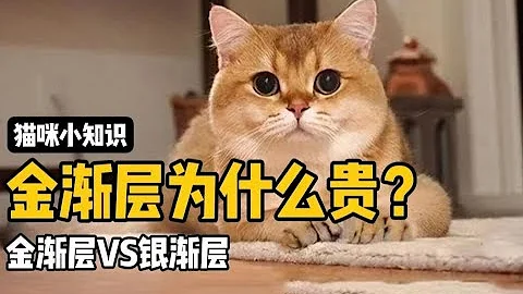 金漸層為什麼這麼貴？充皮膚真的這麼有用？ - 天天要聞