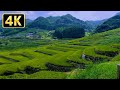 4K のどかな田舎の風景と虫の鳴き声でリラックスする1時間