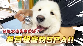 【南瓜PUMPKIN】狗界宋智雅！『超高級水療SPA🐶』寵物也有的貴婦服務...😳？！