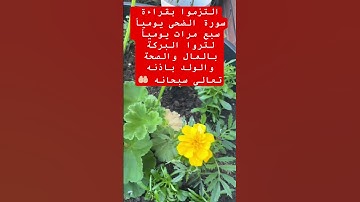 #سورة #الضحى #اللهم_صل_وسلم_على_نبينا_محمد #القرآن #القرآن_الكريم #القرآن_الكريم