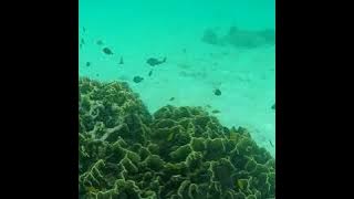 Pulau Andau Raja Ampat